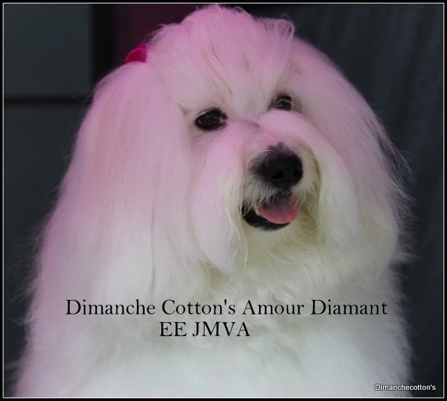 Dimanche Cotton's Amour Diamant♥